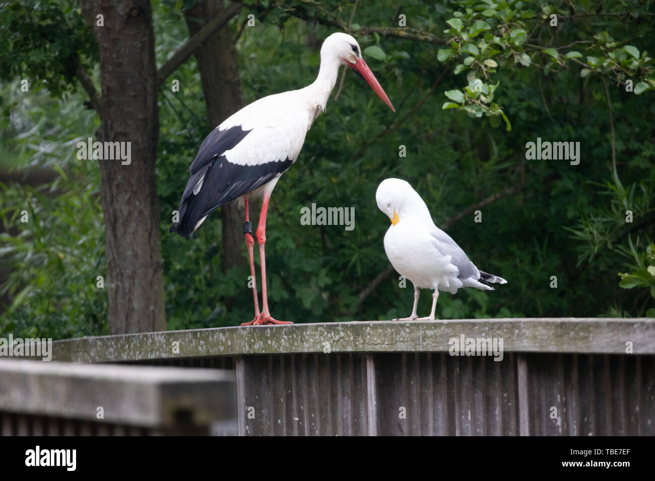 St. Peter Ording, Deutschland. 30 Mai, 2019. Ein Storch (l) und eine Möwe stehen auf einer Fußgängerbrücke im Westküstenpark. Mehr als drei Dutzend Weißstorch-Paare sind derzeit Knacken in St. Peter-Ording. (Dpa' der Storch Dorf" - In St. Peter-Ording es klappert lauter und lauter) Credit: Christian Charisius/dpa/Alamy leben Nachrichten Stockfoto
