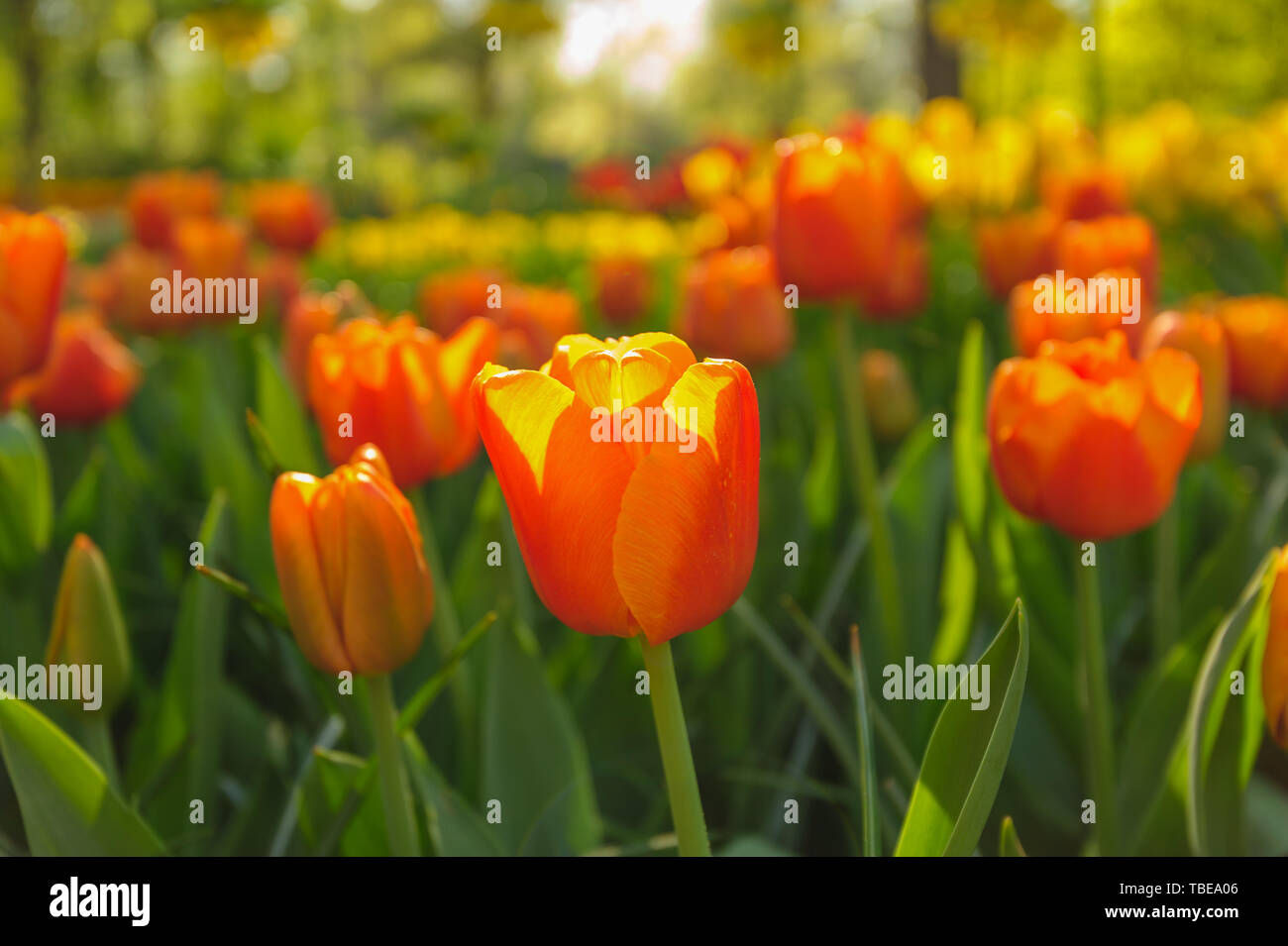 Rote Tulpen der Niederlande in den Strahlen der untergehenden Sonne Stockfoto