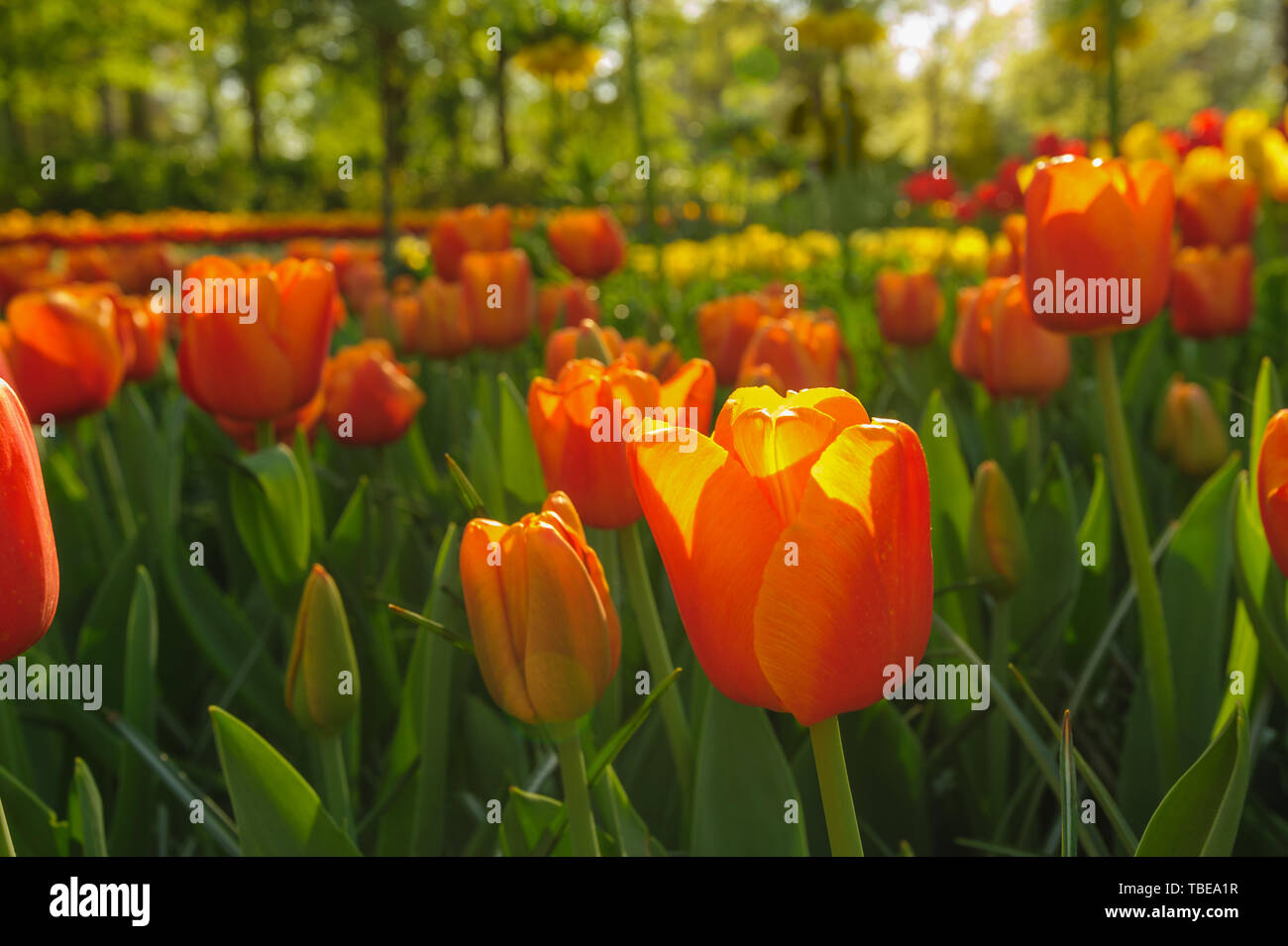 Rote Tulpen der Niederlande in den Strahlen der untergehenden Sonne Stockfoto