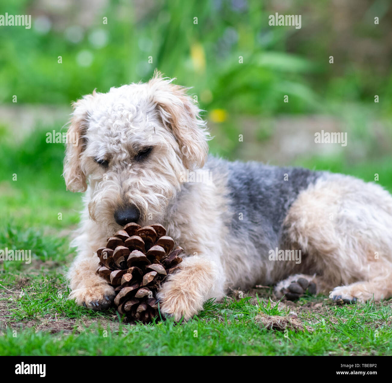 Hund auf Gras, Kauen. Stockfoto