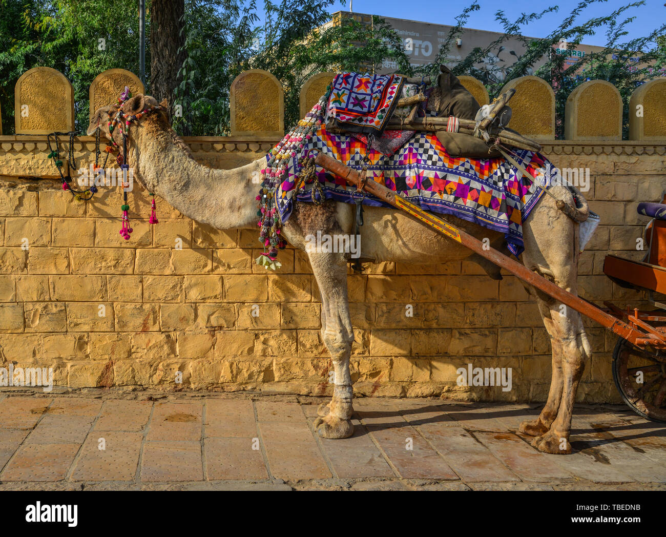 Jaisalmer, Indien - Nov 9, 2017. Kamel Taxi in den Straßen von Jaisalmer, Indien. Jaisalmer ist auf die westlichste Grenze von Indien. Stockfoto