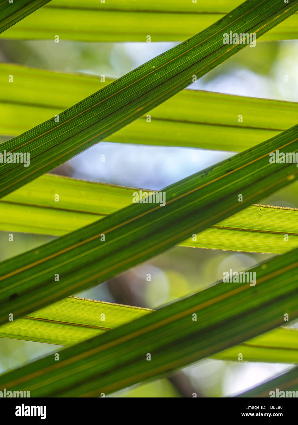Gittermuster, Palme Wedel und Licht, Nikau (Rhopalostylis sapid), Pohueroa, Brunswick, Whanganui, Neuseeland Stockfoto