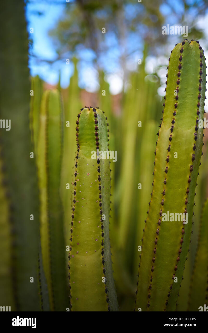 Detail einer grünen Kaktus mit mehr von ihnen auf dem Hintergrund Stockfoto