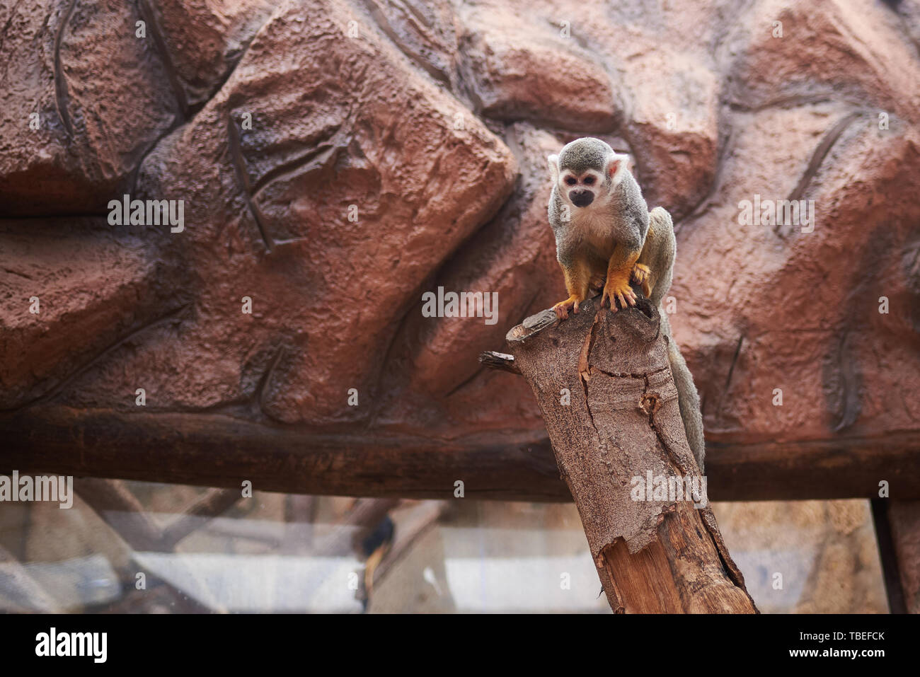 Squirrel Monkey auf einer künstlichen Lebensraum (Saimiri sciureus) Stockfoto