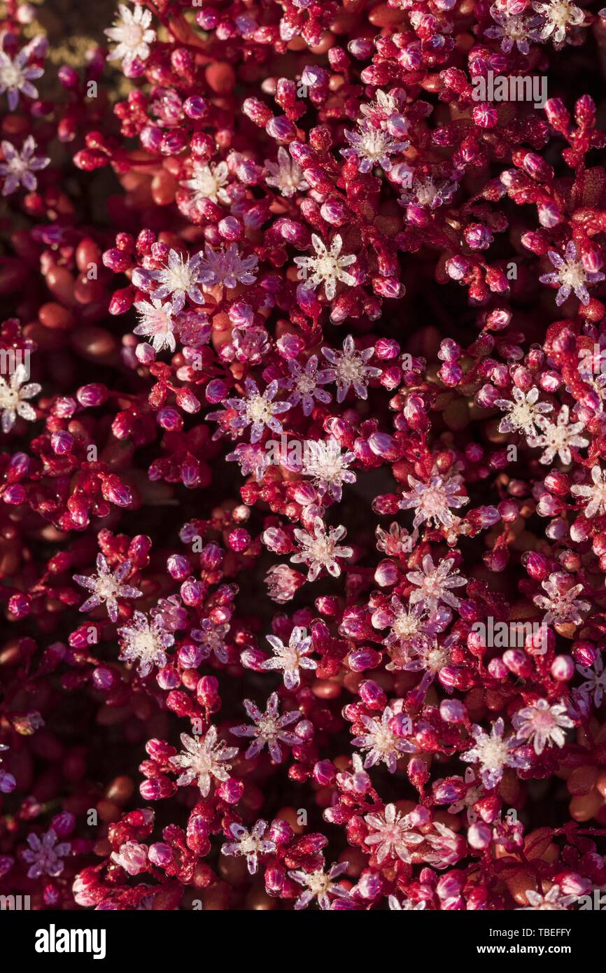 Blau oder Azure Stonecrop Sedum caeruleum Stockfoto