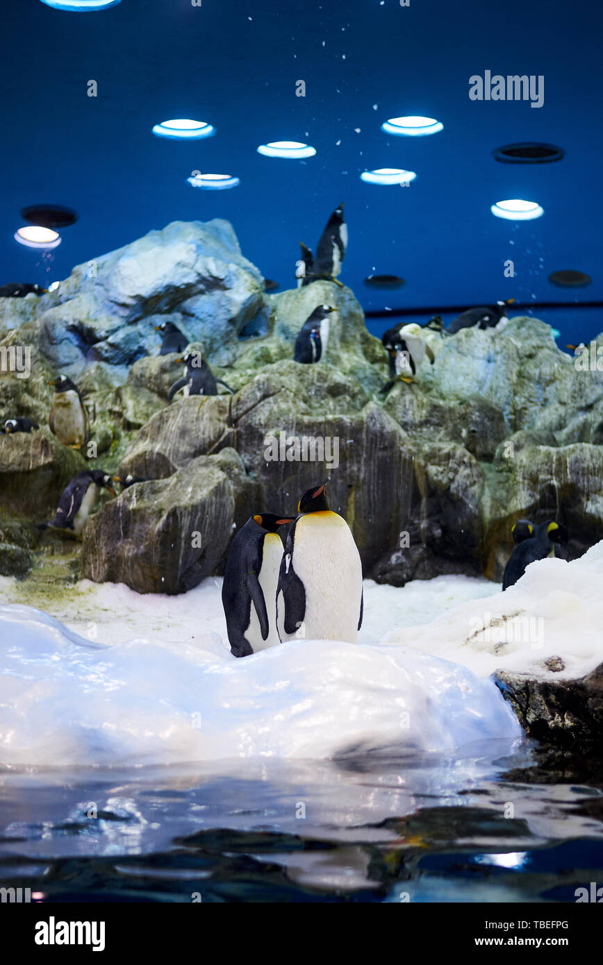 Kaiserpinguine in eine künstliche Umgebung Stockfoto