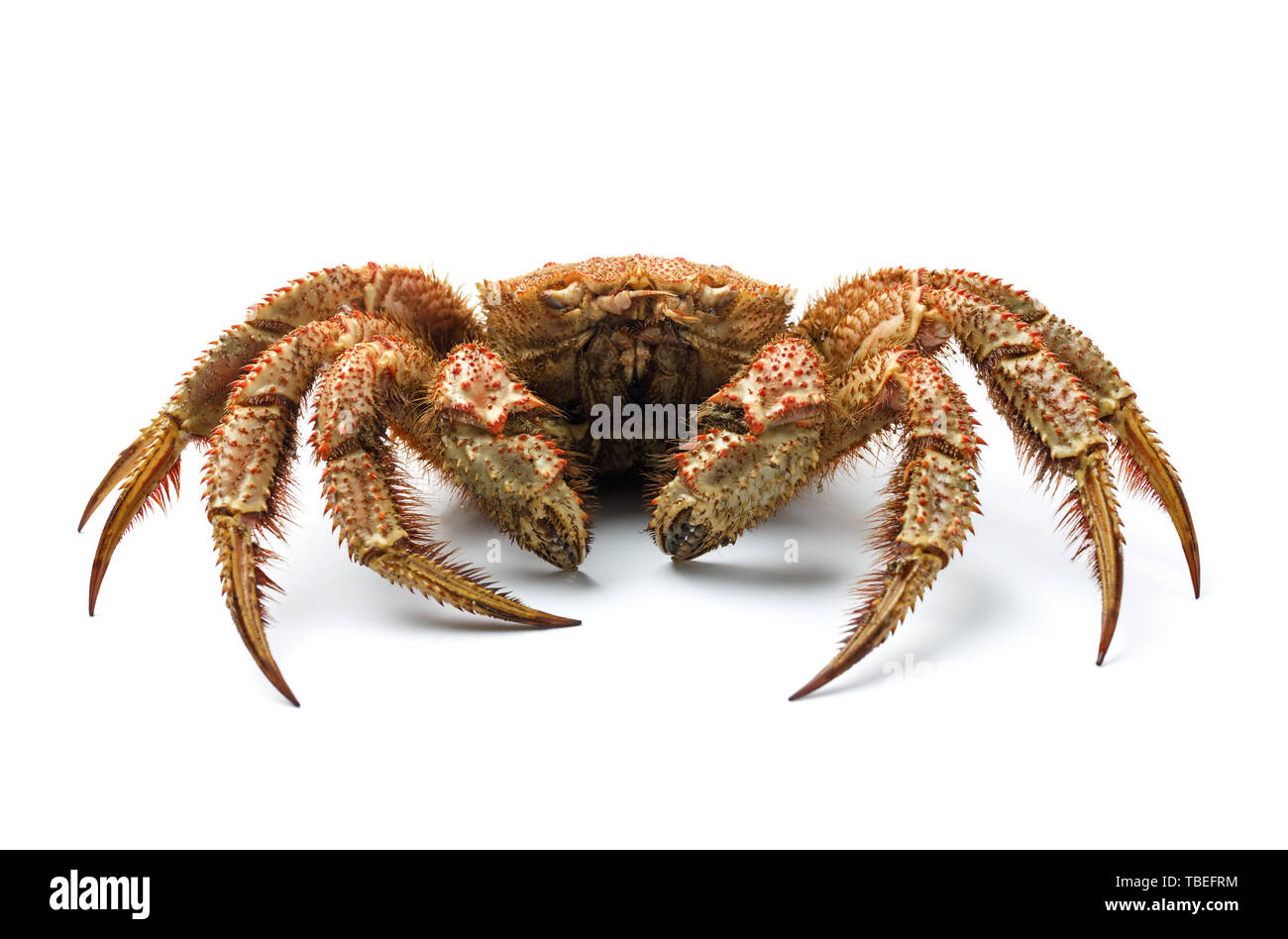 Haarige Krabbe, Erimacrus isenbeckii auf weißem Hintergrund Stockfoto