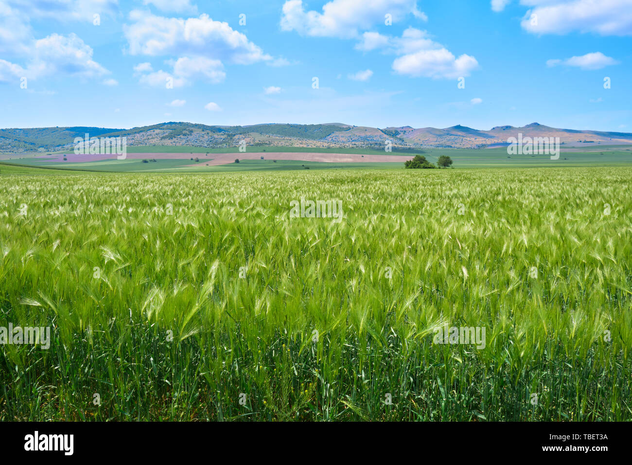 Grüne Roggen Feld im Frühjahr (Mai), in der Nähe von Macin-gebirge, Dobrogea, Tulcea, Rumänien, mit Hügel in der Ferne und ein paar einsame Bäume, auf die hellen Blau sk Stockfoto