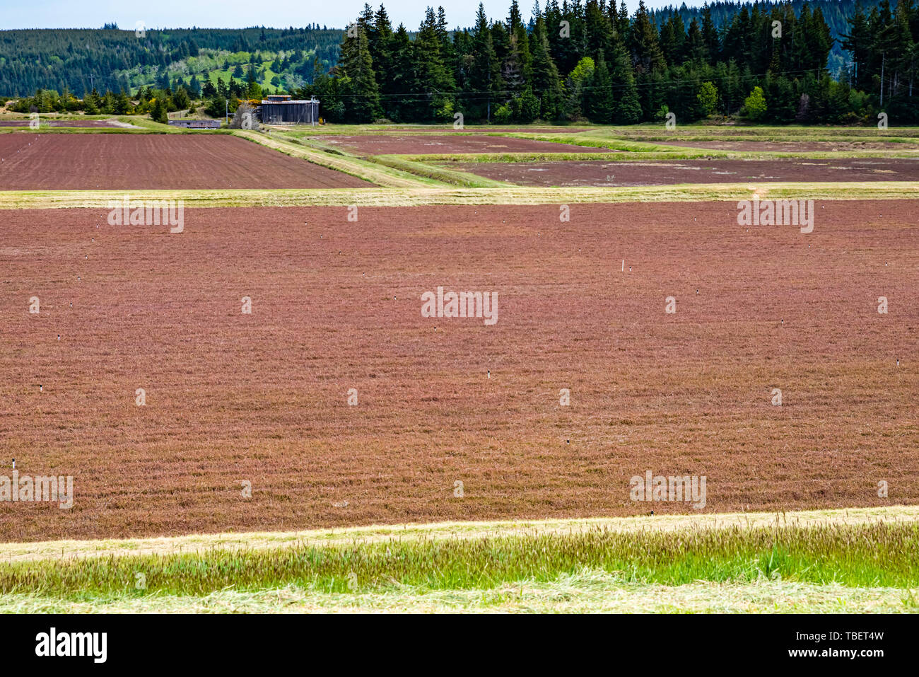 Cranberry auf der Oregon Küste Moor. Bandon, Oregon Stockfoto