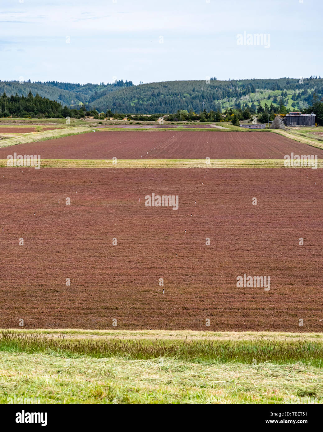Cranberry auf der Oregon Küste Moor. Bandon, Oregon Stockfoto