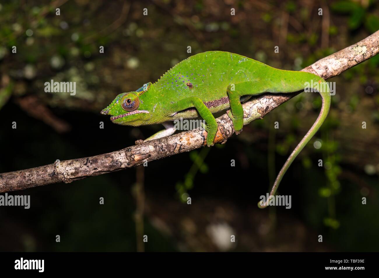 Glam-rock (Furcifer chamaleon timoni), männlichen Ansturm auf, Montagne d'Ambre Nationalpark,Madagaskar, Madagaskar Stockfoto