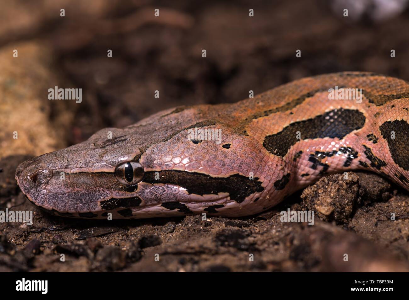 Madagaskar ground Boa (Acrantophis madagascariensis), Tier Portrait, Nosy Hara Nationalpark, Madagaskar Stockfoto