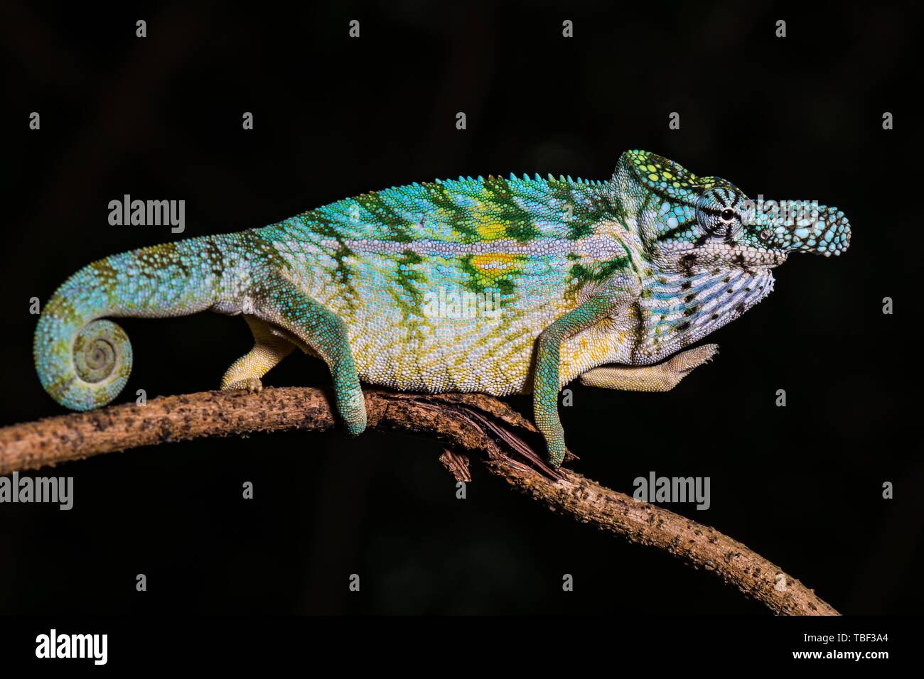 Furcifer rhinoceratus Fotos und Bildmaterial in hoher Auflösung Alamy