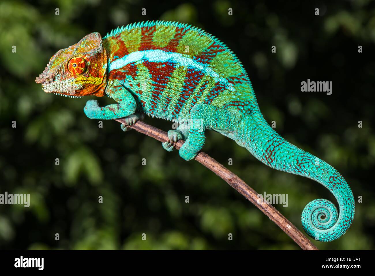 Panther chameleon (Furcifer pardalis), männlich auf Zweig, Ambanja, Diana Region, Madagaskar Stockfoto