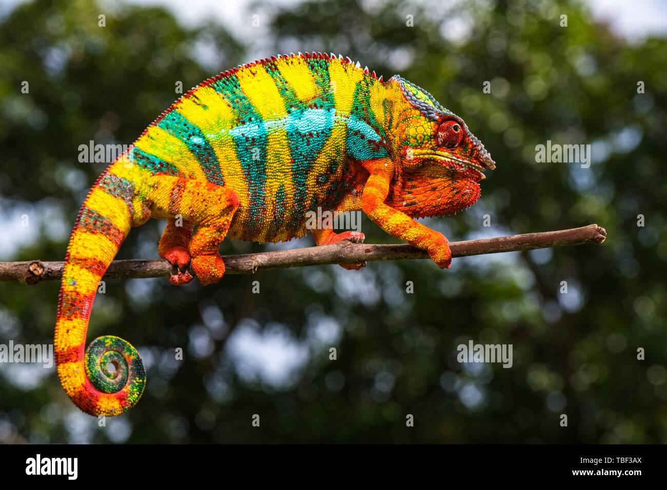 Panther chameleon (Furcifer pardalis), männlich auf Zweig, Ambilobe, Diana region, Madagaskar Stockfoto