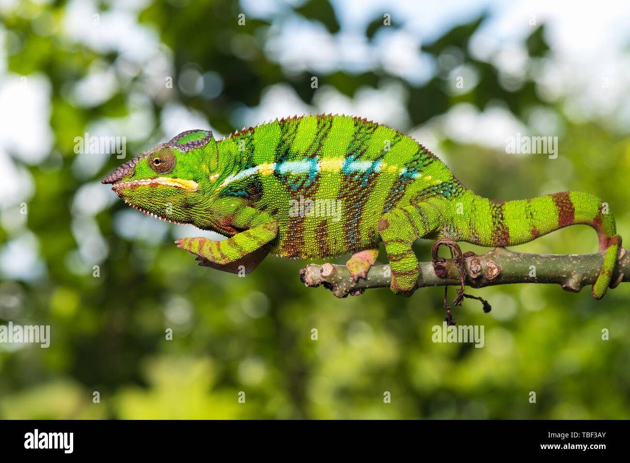 Panther chameleon (Furcifer pardalis), männlich auf Zweig, Ambilobe, Diana region, Madagaskar Stockfoto
