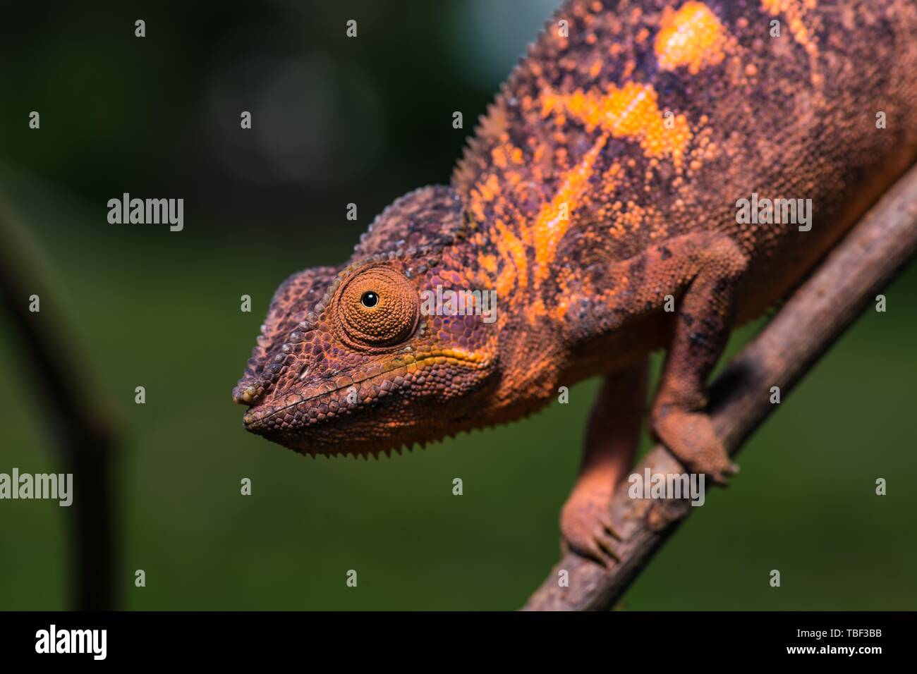 Panther chameleon (Furcifer pardalis), Weibliche auf Zweig, Nosy Faly, Madagaskar Stockfoto