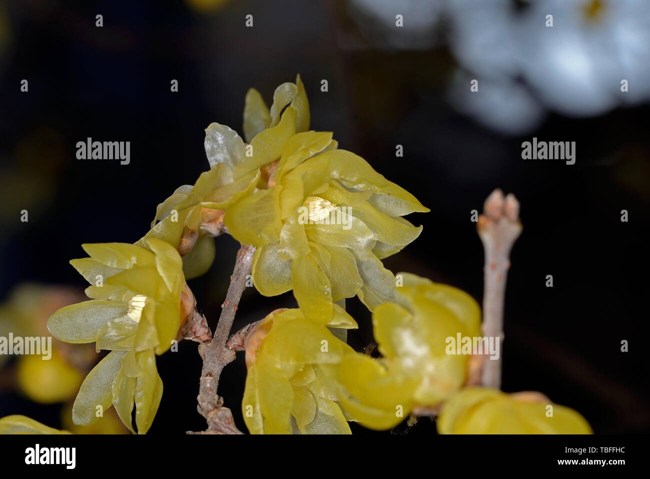 Plum flower Stockfoto
