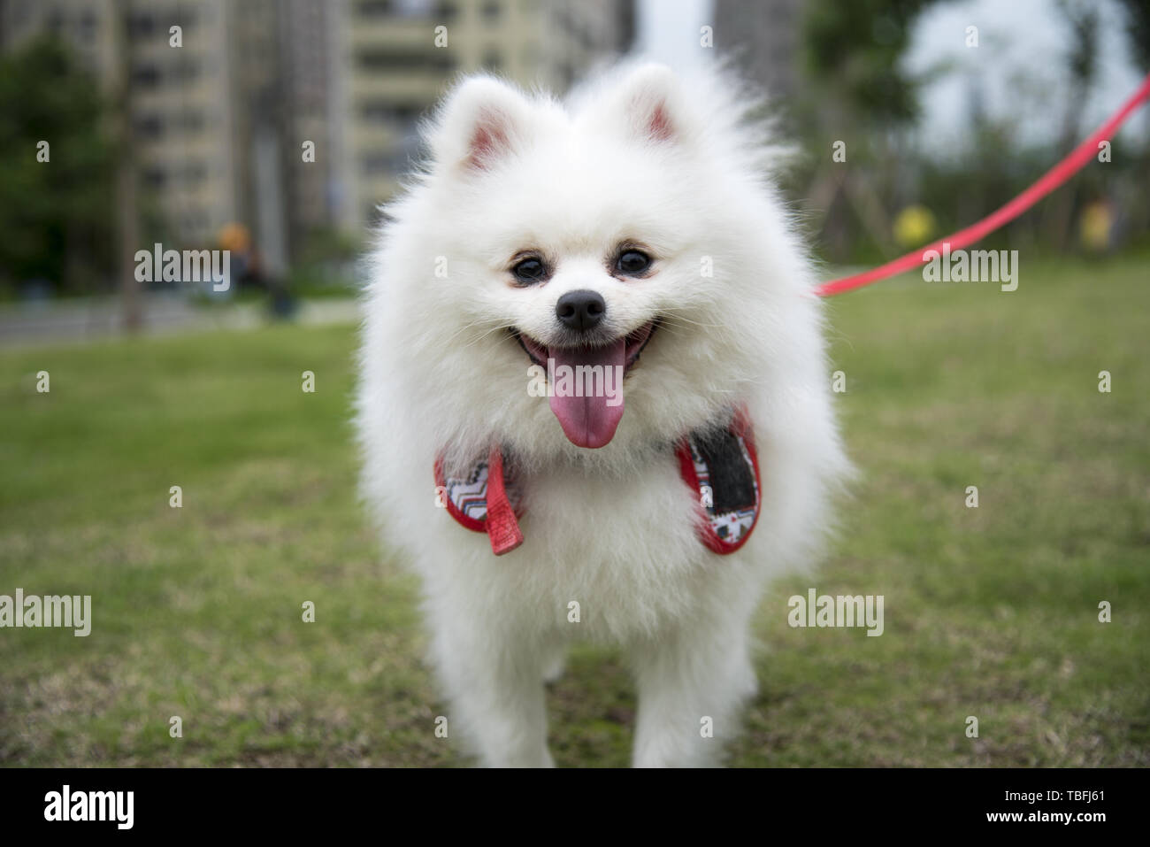 Ein weißer Fuchs Hund schaut auf sie mit einem schönen Blick. Stockfoto