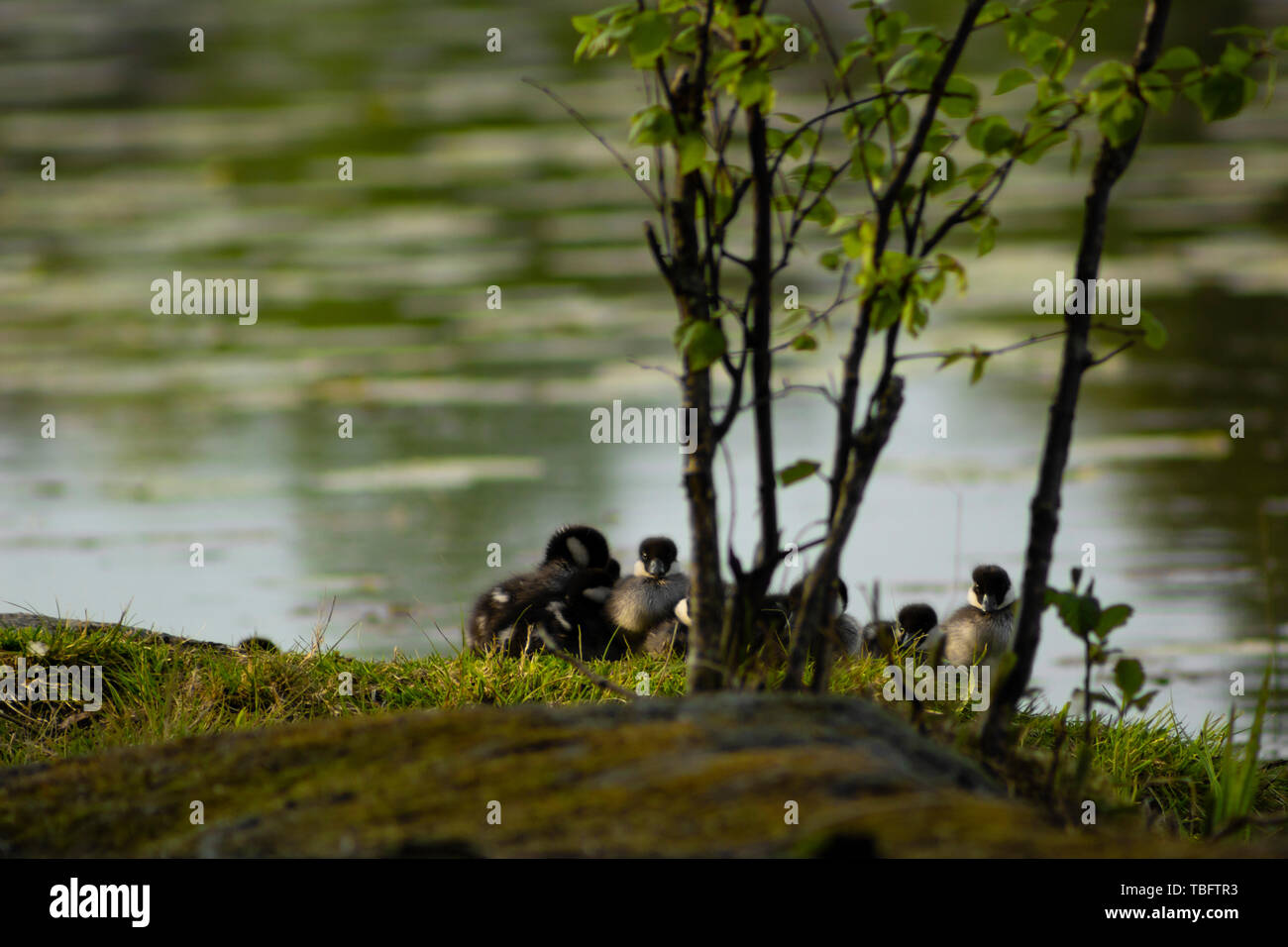 Schellente Küken liegen zusammen in einem Haufen mit einem Küken Blick in die Kamera, mit einem verschwommenen See im Hintergrund Stockfoto