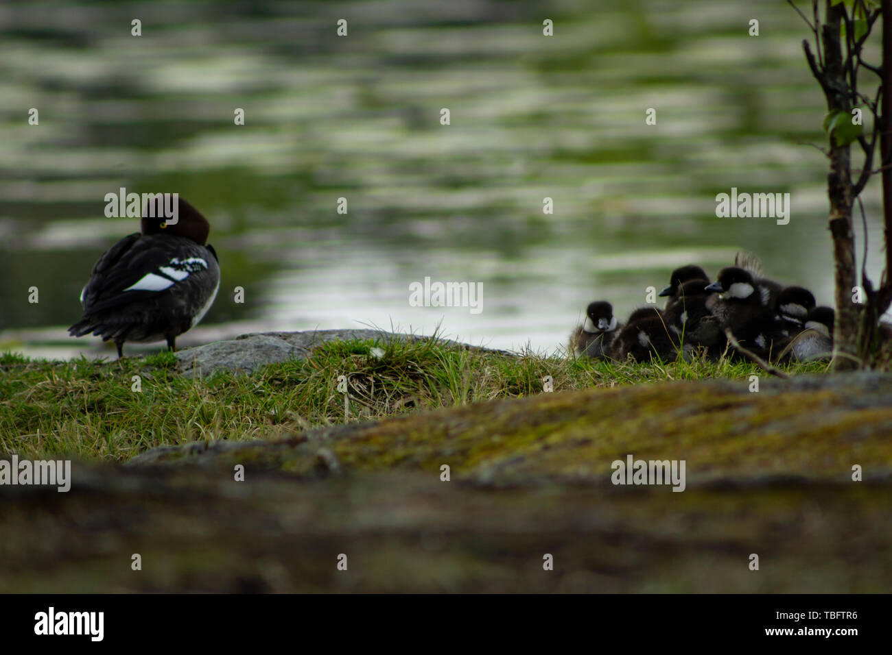 Schellente Mutter halten ein Auge offen, während ihre Küken zusammen in einem Haufen mit einem verschwommenen See im Hintergrund liegen Stockfoto