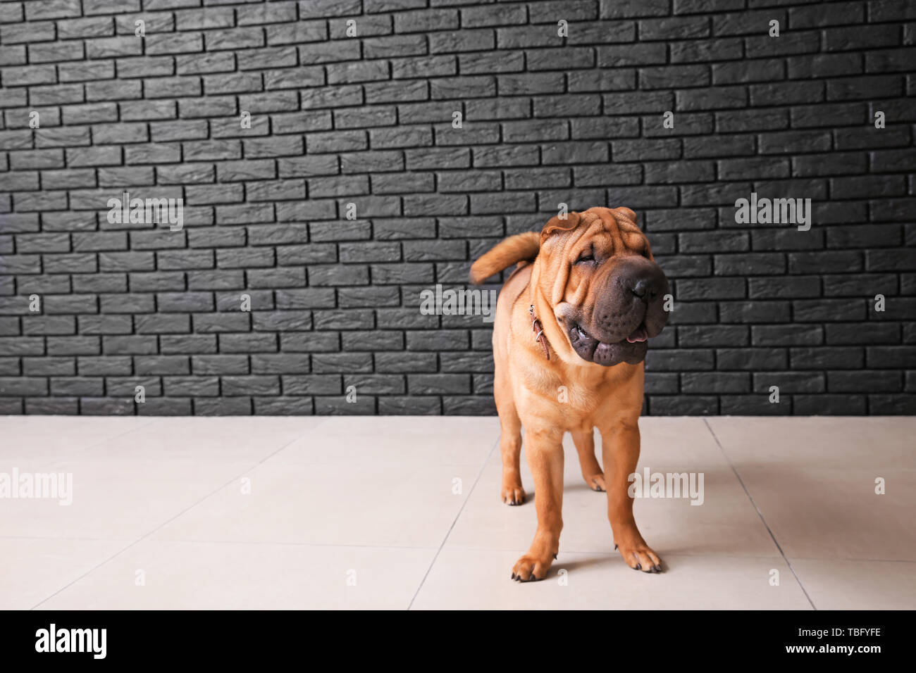 Lustig Hund in der Nähe von dunklen Ziegelmauer Cute Stockfoto