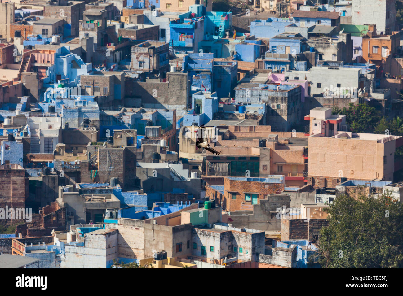 Die Dächer der blaue Stadt Jodhpur Stockfoto