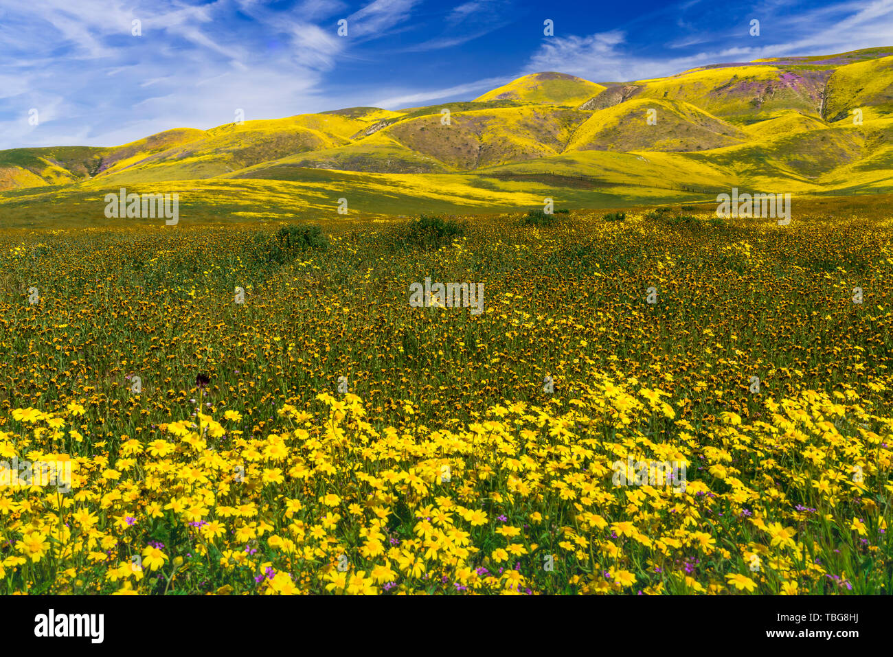 Die Carizzo Plain National Monument mit Wildblumen der 2019 Superbloom, Kalifornien, USA. Stockfoto