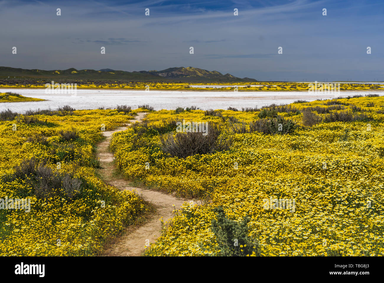 Soda See und die Carizzo Plain National Monument mit Wildblumen der 2019 Superbloom, Kalifornien, USA. Stockfoto