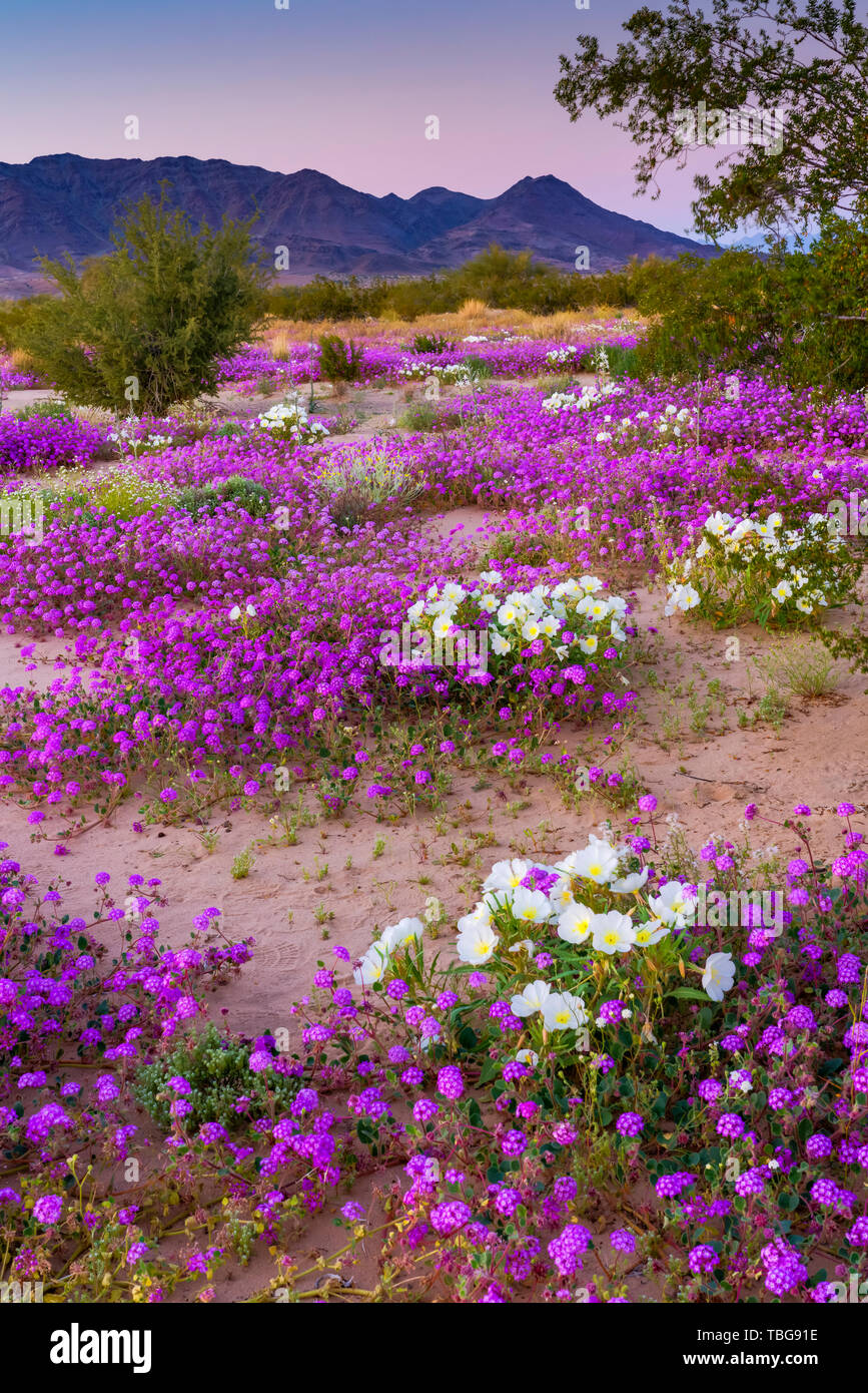 Desert wildflowers Sand Eisenkraut und Nachtkerze Blüte in der Wüste Lilie Heiligtum in der Wüste 2019 Superbloom in der Nähe von Desert Center, Kalifornien, Stockfoto