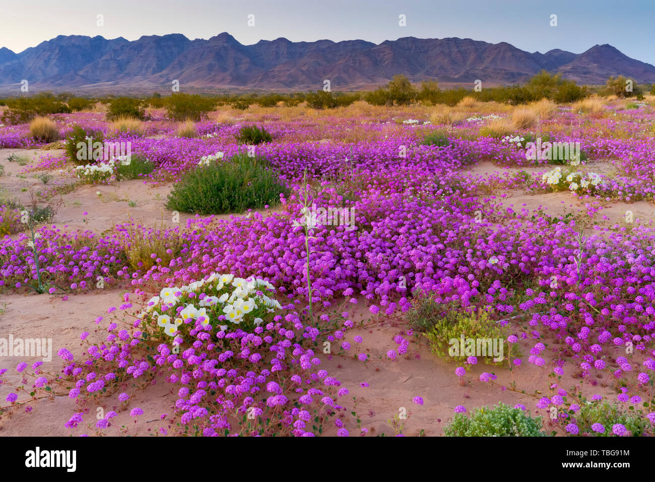 Desert wildflowers Sand Eisenkraut und Nachtkerze Blüte in der Wüste Lilie Heiligtum in der Wüste 2019 Superbloom in der Nähe von Desert Center, Kalifornien, Stockfoto