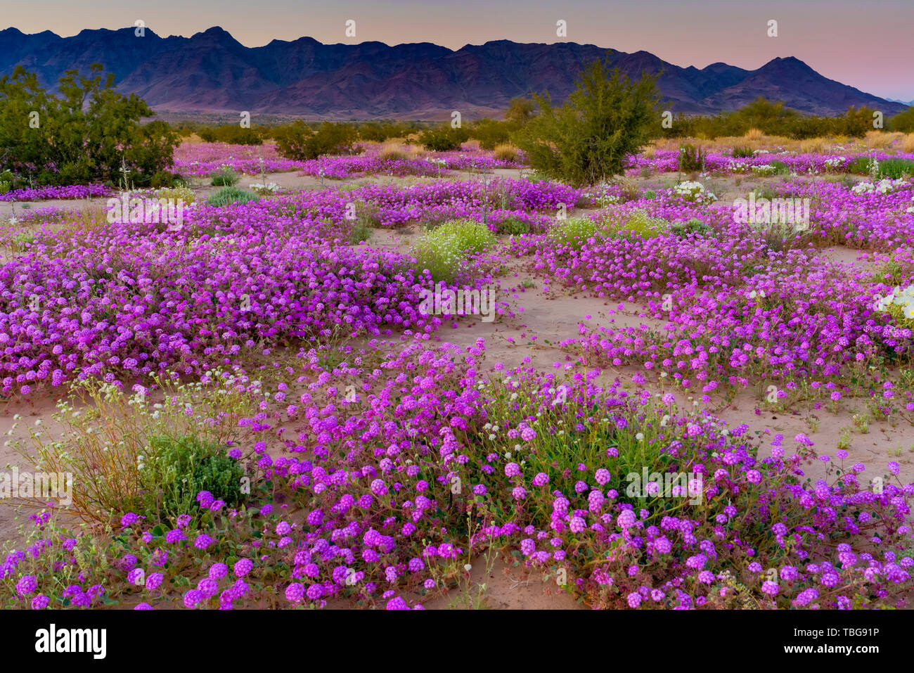 Desert wildflowers Sand Eisenkraut und Nachtkerze Blüte in der Wüste Lilie Heiligtum in der Wüste 2019 Superbloom in der Nähe von Desert Center, Kalifornien, Stockfoto