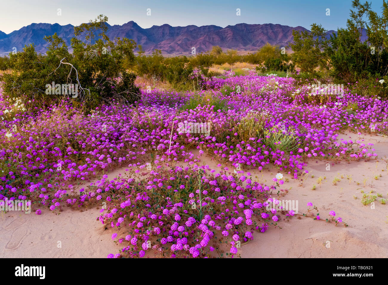 Desert wildflowers Sand Eisenkraut und Nachtkerze Blüte in der Wüste Lilie Heiligtum in der Wüste 2019 Superbloom in der Nähe von Desert Center, Kalifornien, Stockfoto