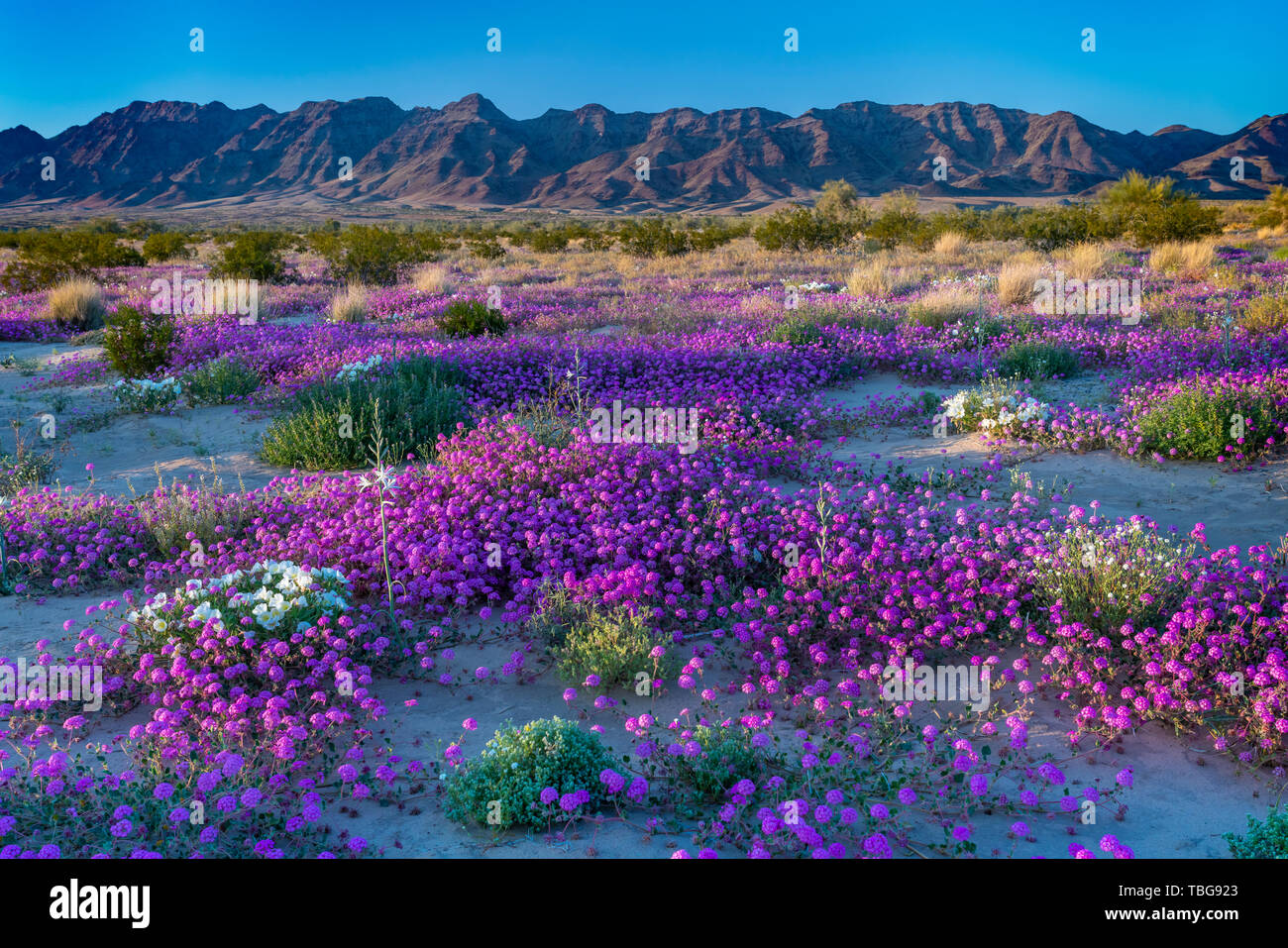 Desert wildflowers Sand Eisenkraut und Nachtkerze Blüte in der Wüste Lilie Heiligtum in der Wüste 2019 Superbloom in der Nähe von Desert Center, Kalifornien, Stockfoto