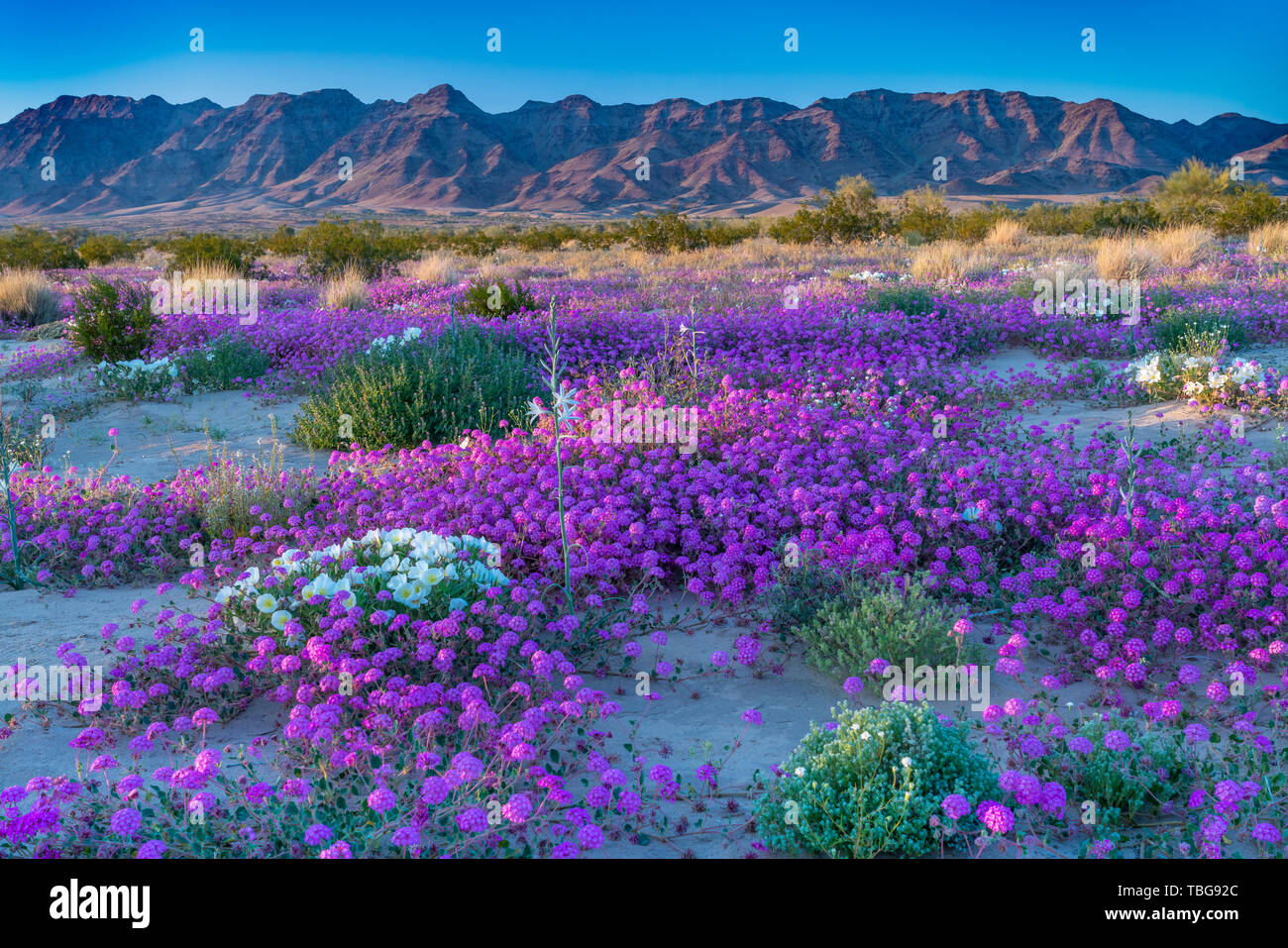 Desert wildflowers Sand Eisenkraut und Nachtkerze Blüte in der Wüste Lilie Heiligtum in der Wüste 2019 Superbloom in der Nähe von Desert Center, Kalifornien, Stockfoto