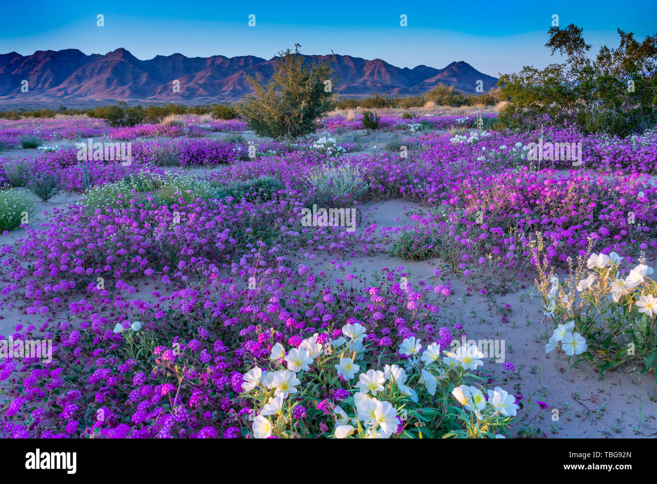 Desert wildflowers Sand Eisenkraut und Nachtkerze Blüte in der Wüste Lilie Heiligtum in der Wüste 2019 Superbloom in der Nähe von Desert Center, Kalifornien, Stockfoto