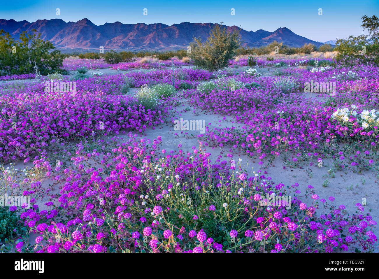 Desert wildflowers Sand Eisenkraut und Nachtkerze Blüte in der Wüste Lilie Heiligtum in der Wüste 2019 Superbloom in der Nähe von Desert Center, Kalifornien, Stockfoto