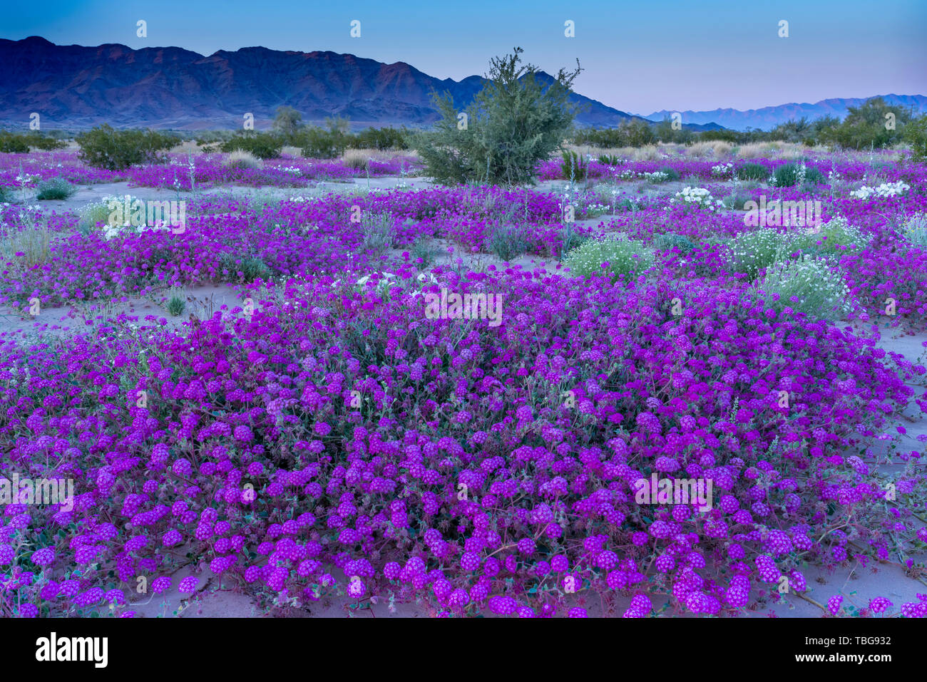 Desert wildflowers Sand Eisenkraut und Nachtkerze Blüte in der Wüste Lilie Heiligtum in der Wüste 2019 Superbloom in der Nähe von Desert Center, Kalifornien, Stockfoto
