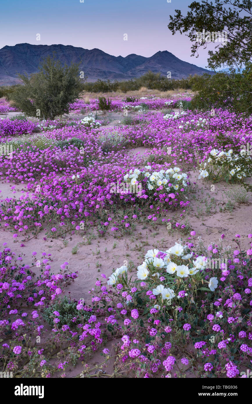 Desert wildflowers Sand Eisenkraut und Nachtkerze Blüte in der Wüste Lilie Heiligtum in der Wüste 2019 Superbloom in der Nähe von Desert Center, Kalifornien, Stockfoto