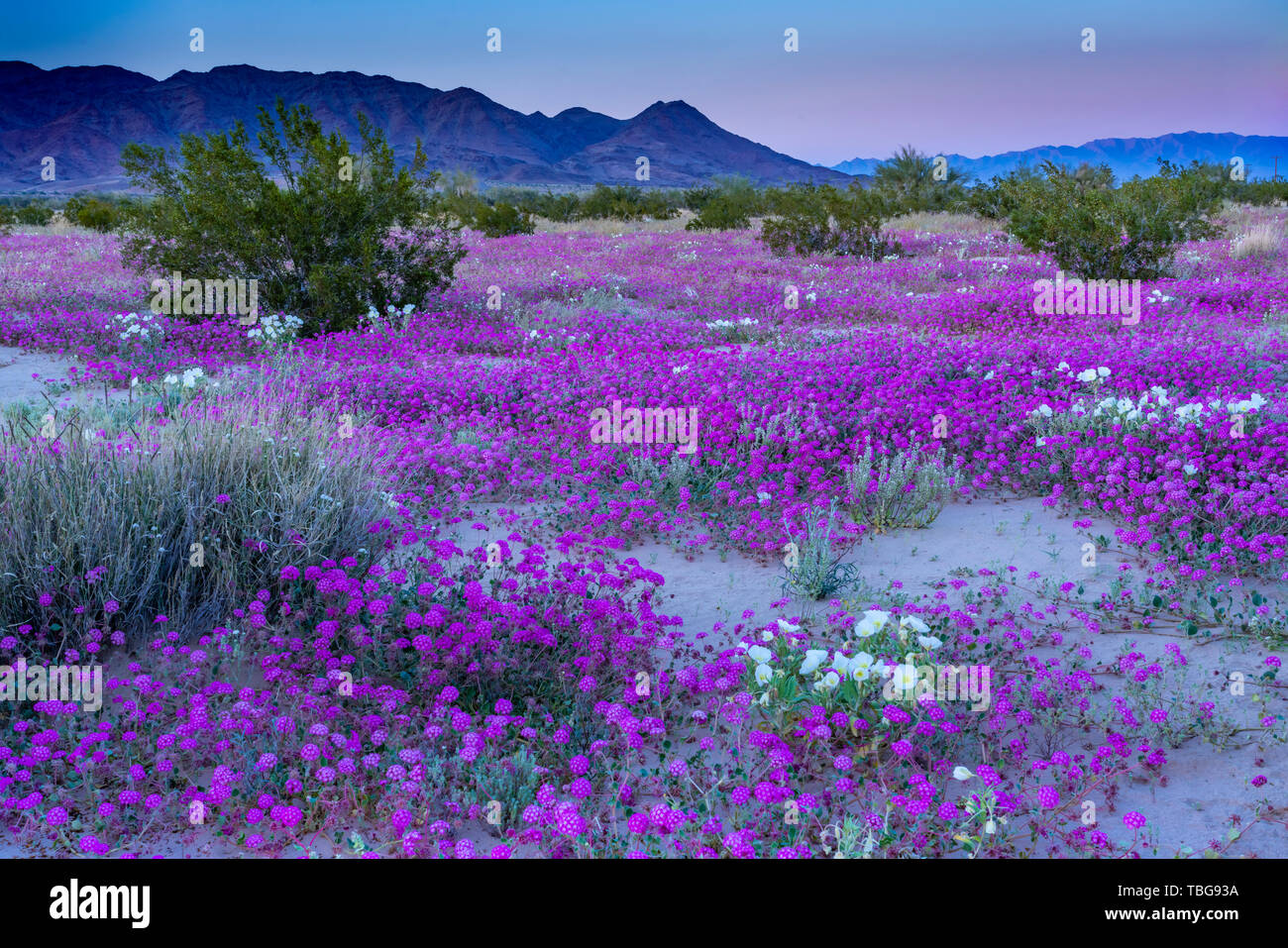 Desert wildflowers Sand Eisenkraut und Nachtkerze Blüte in der Wüste Lilie Heiligtum in der Wüste 2019 Superbloom in der Nähe von Desert Center, Kalifornien, Stockfoto