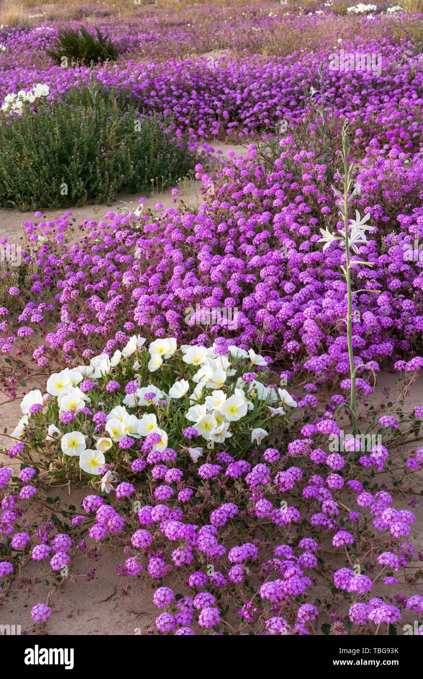 Desert wildflowers Sand Eisenkraut und Nachtkerze Blüte in der Wüste Lilie Heiligtum in der Wüste 2019 Superbloom in der Nähe von Desert Center, Kalifornien, Stockfoto