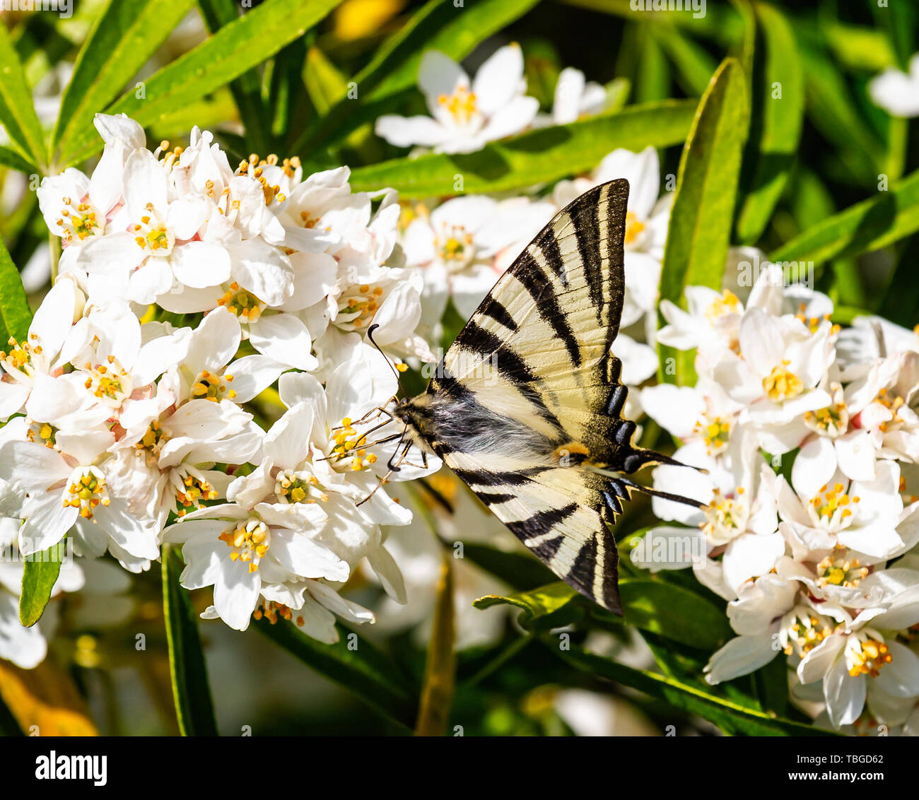Nahaufnahme des Schwalbenschwanz Schmetterling auf bunten Choisea Blüte Stockfoto