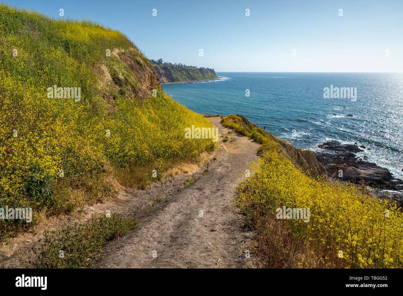 Beeindruckend hohen Klippen von Bluff Cove bedeckt mit farbenfrohen Pflanzen und Vegetation im Frühjahr an einem sonnigen Tag, Palos Verdes Estates, Kalifornien Stockfoto