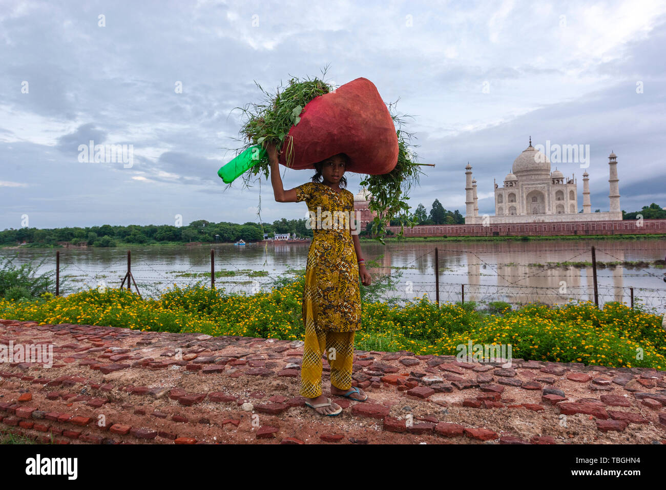 Junge indische Mädchen mit einem roten Sack mit geschnittenen Kräutern in Mehtab Bagh, Taj Mahal View Point, Agra, Uttar Pradesh, Indien Stockfoto