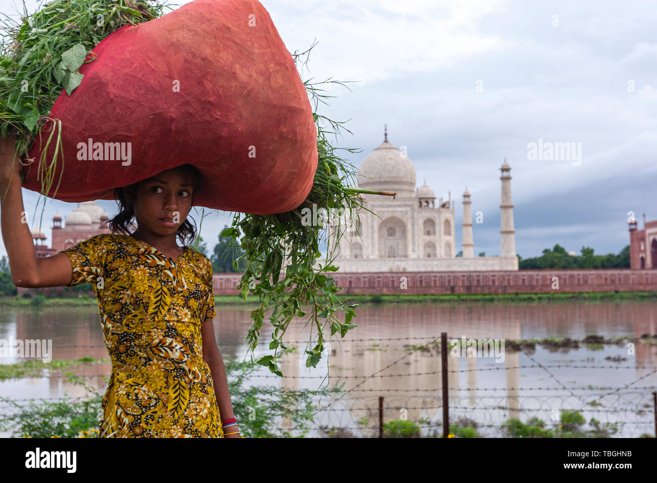 Junge indische Mädchen mit einem roten Sack mit geschnittenen Kräutern in Mehtab Bagh, Taj Mahal View Point, Agra, Uttar Pradesh, Indien Stockfoto