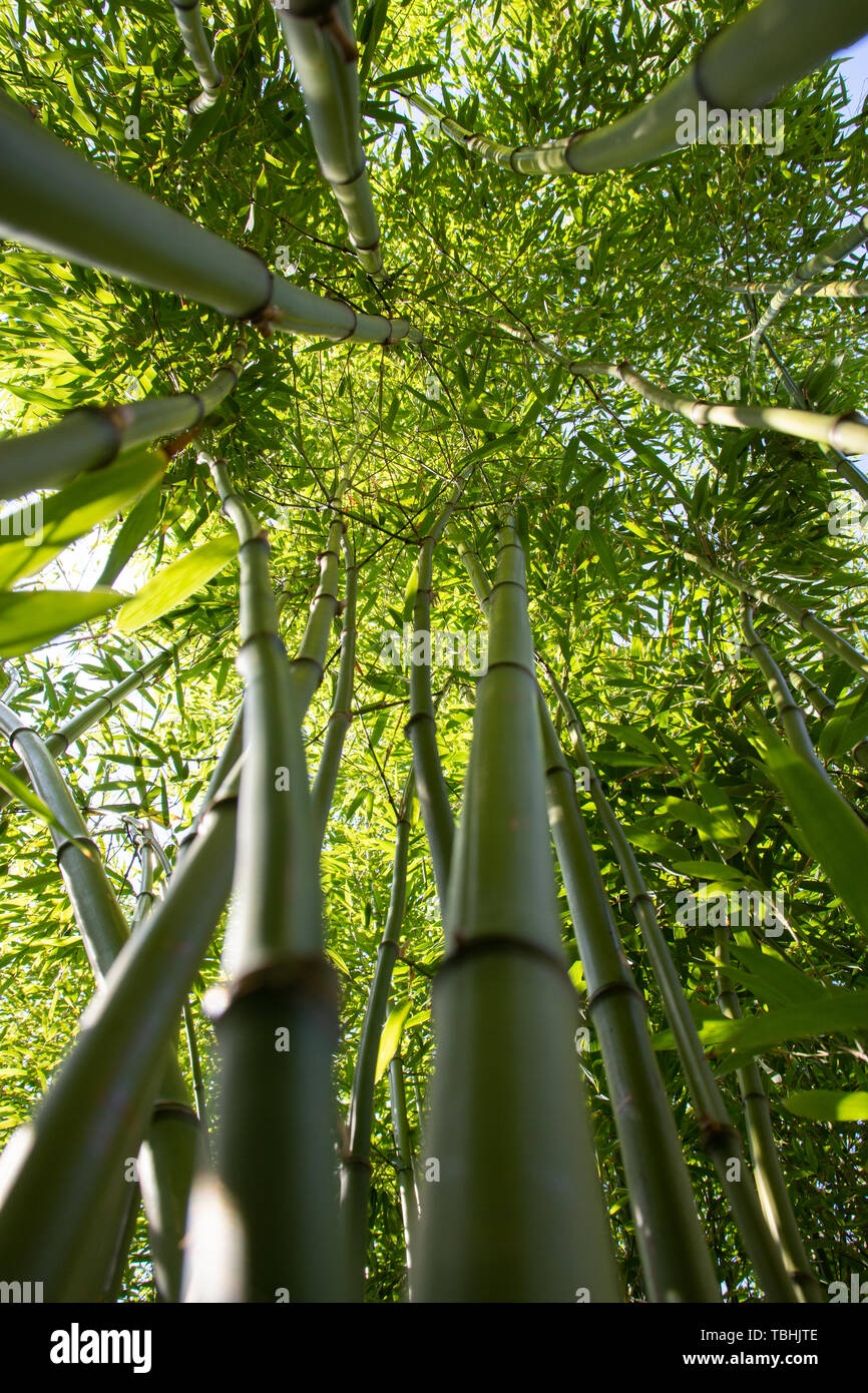 bicolor dracaena Dracaena reflexa 'Bicolor' – Green-Cream Narrow-Leaf Shrub