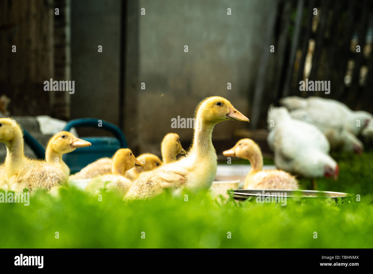 Bündel gelbe Entenküken - ländliche Szene Stockfoto