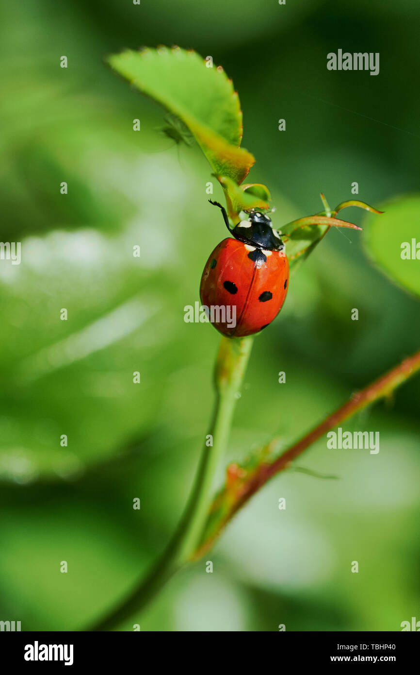 Makro Farbe Foto von einem Marienkäfer sitzen auf einer rose Branch Stockfoto