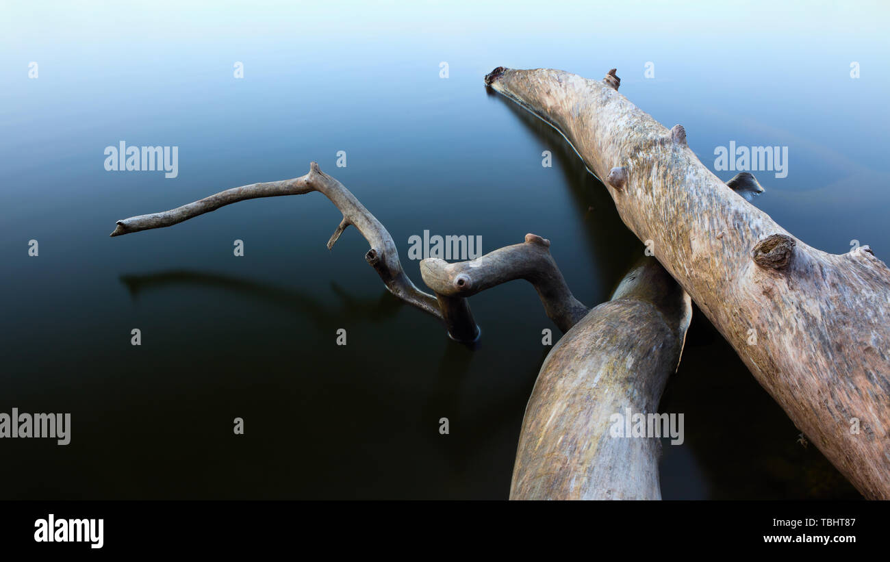 Toter Baum im Wasser, in Bogesundslandet, bei Vaxholm, Schweden Stockfoto