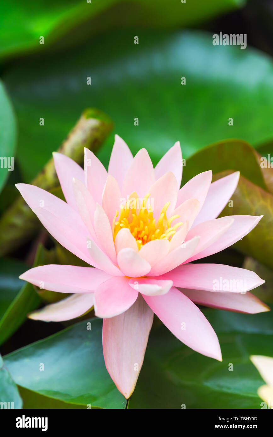 Lotus in voller Blüte Stockfoto